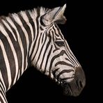 Zebra Erste Versuche...