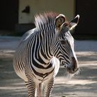 Zebra - es könnte sich mal wieder rasieren ;-)