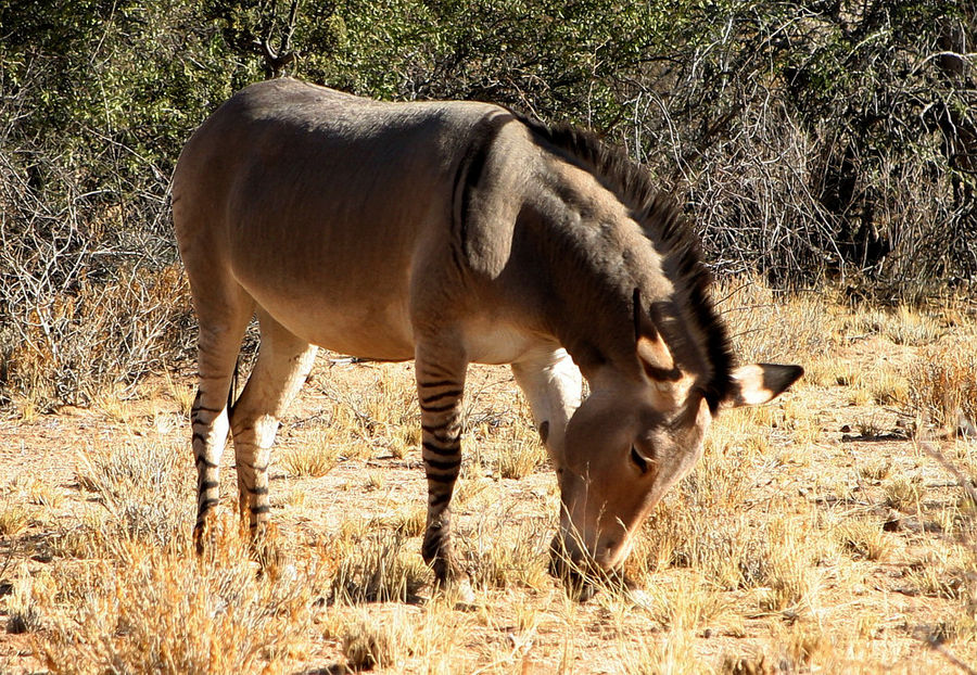 Zebra-Esel