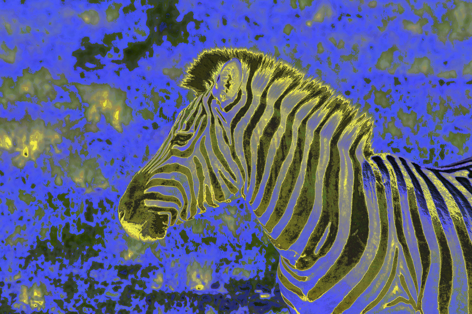 Zebra Etosha