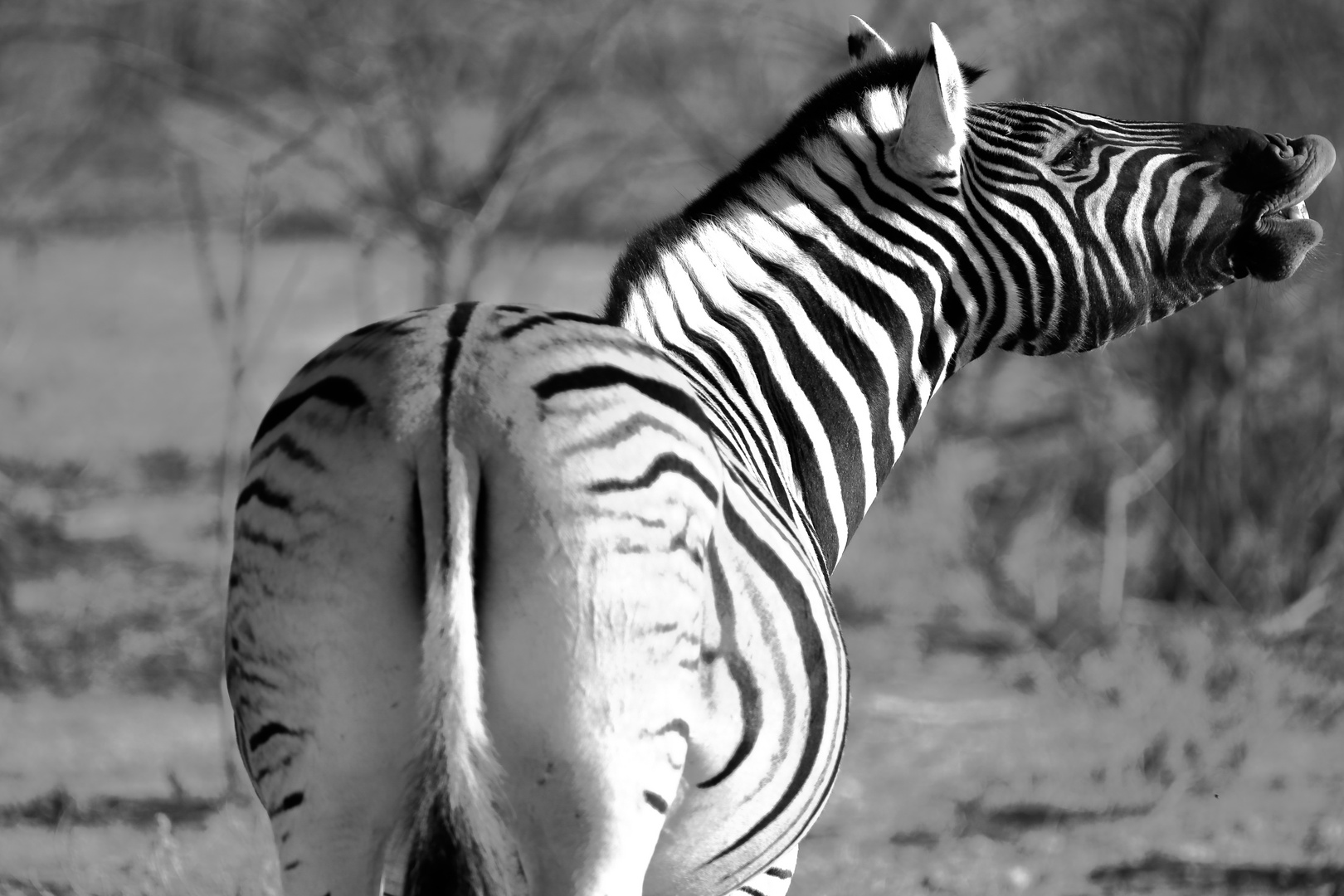 Zebra Etosha Abendsonne