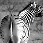 Zebra Etosha Abendsonne