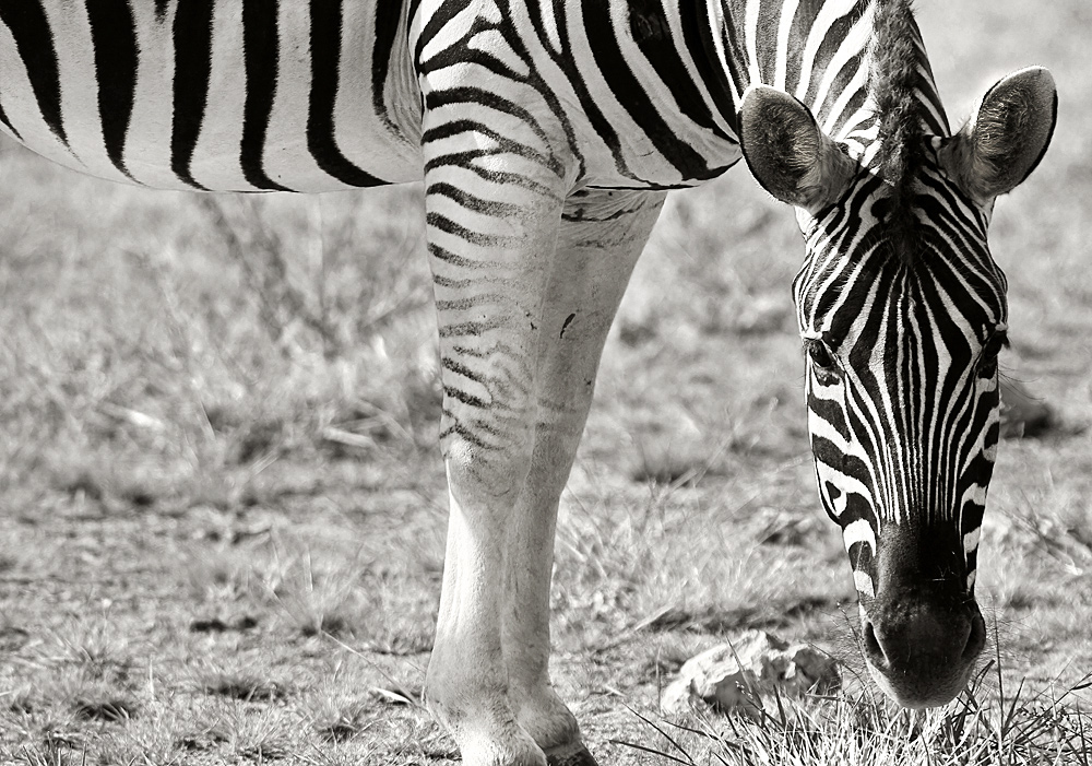 zebra | etosha nationalpark | namibia
