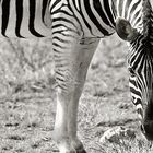 zebra | etosha nationalpark | namibia