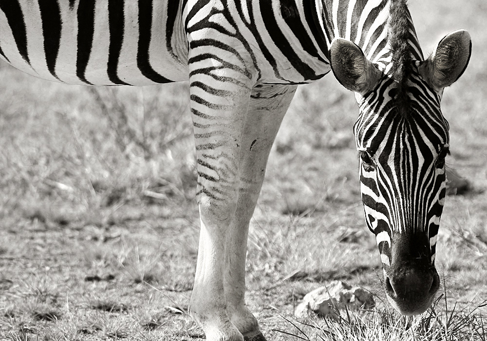 zebra | etosha nationalpark | namibia von Hartmann Sven 