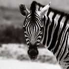 Zebra, Etosha Nationalpark, Namibia