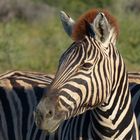 Zebra - Etosha NP