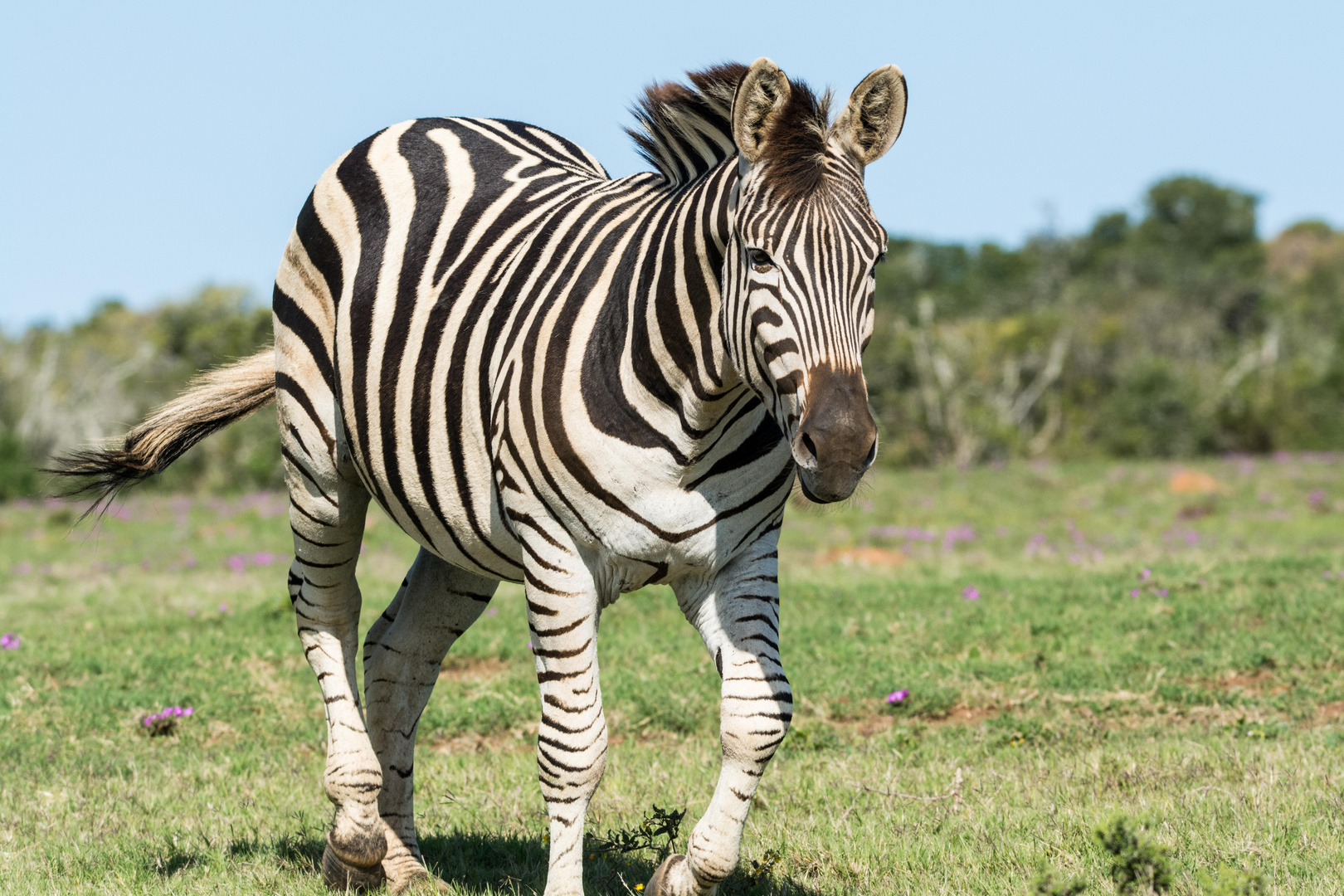 Zebra