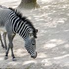 Zebra ;)