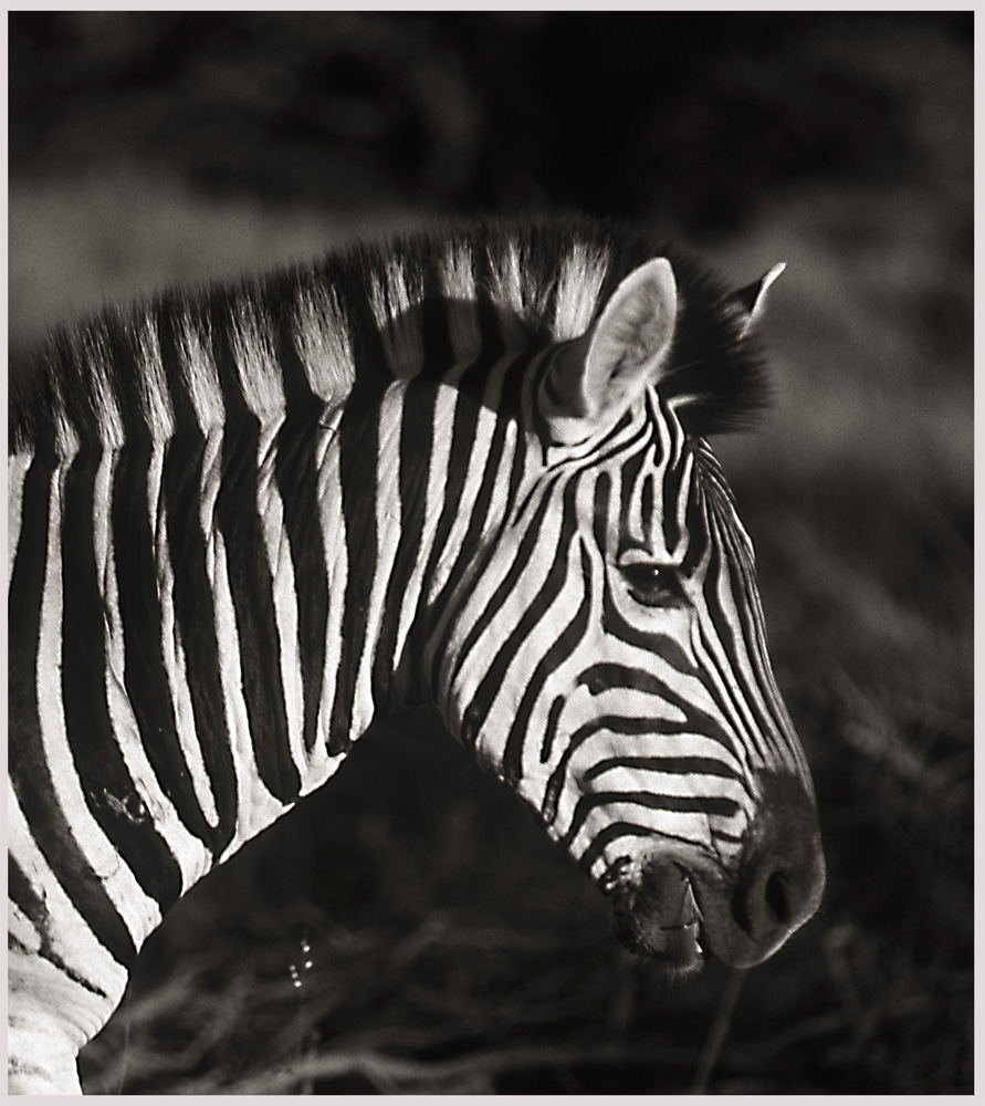 ZEBRA