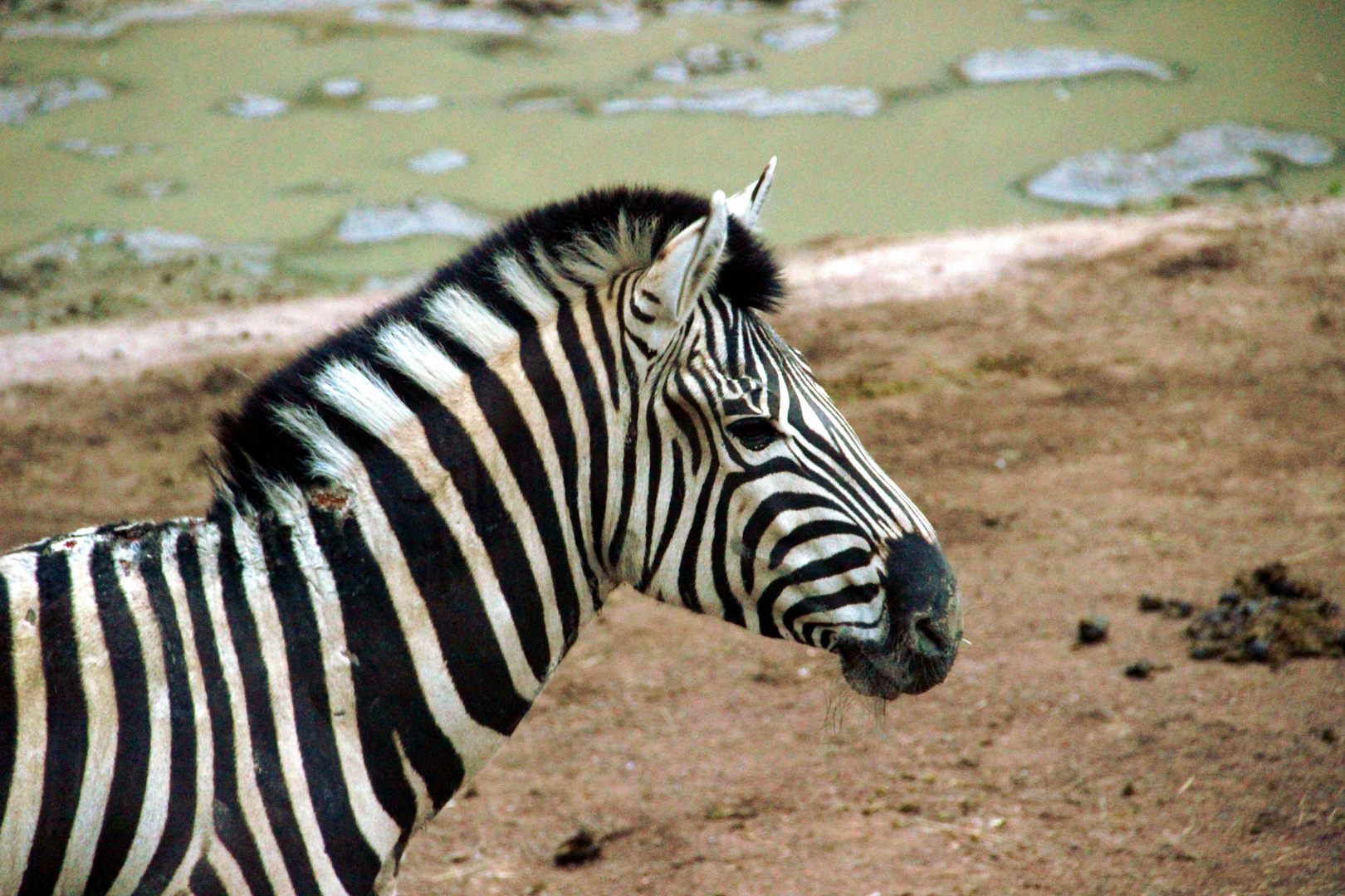 Zebra