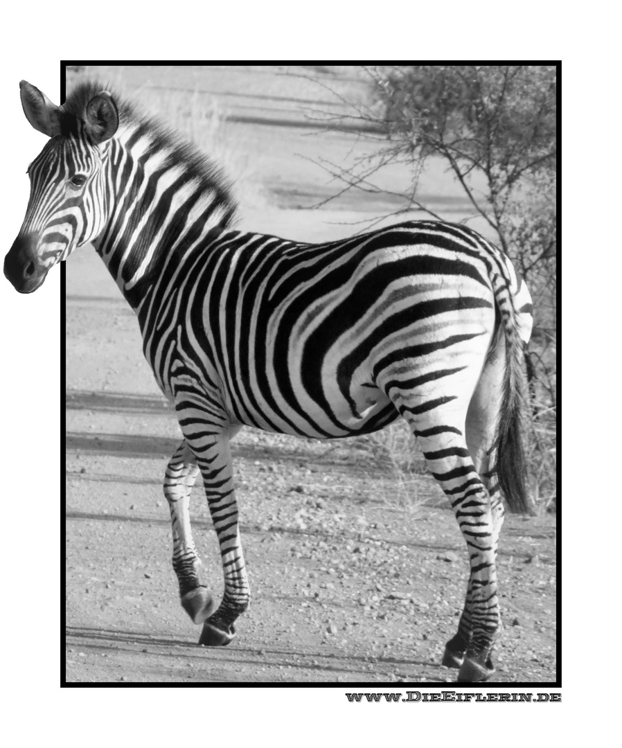 Zebra