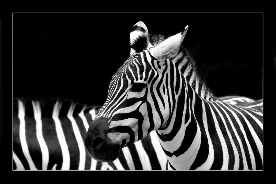 Zebra....