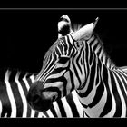 Zebra....