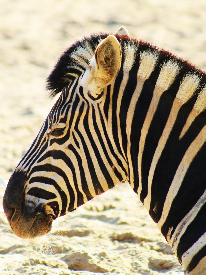 Zebra