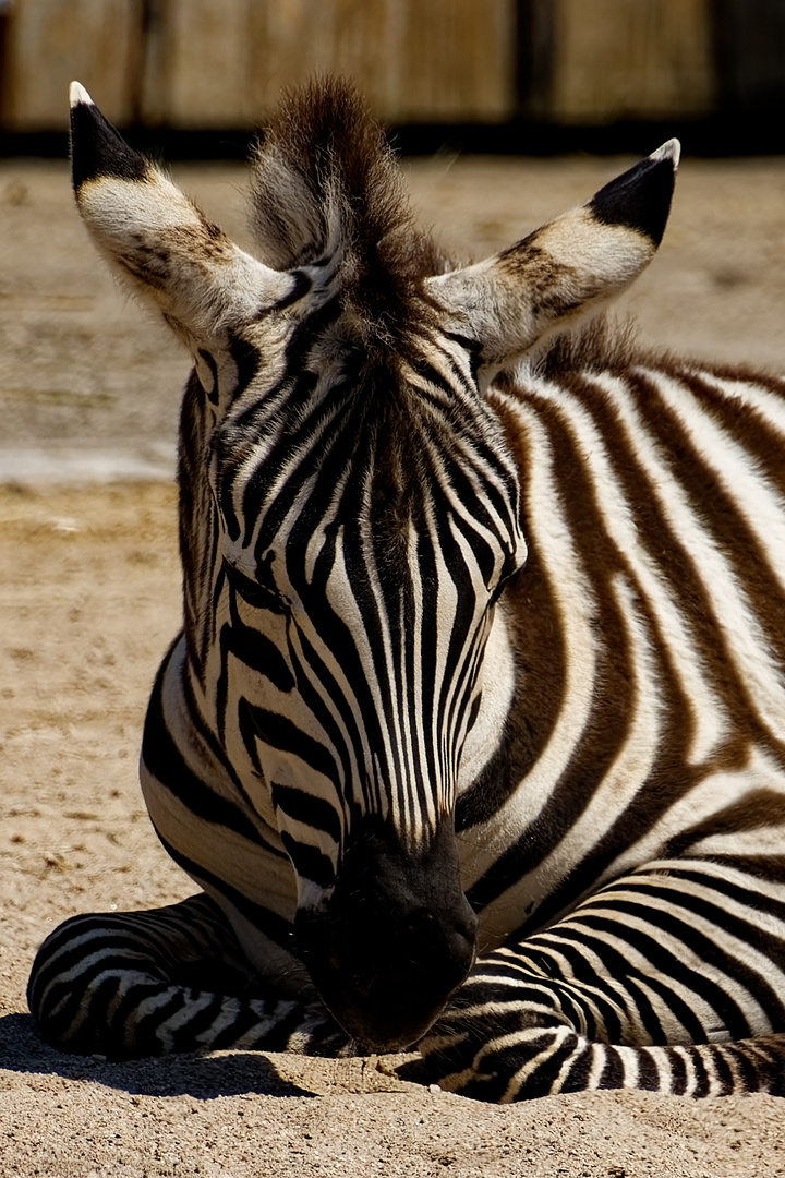 Zebra