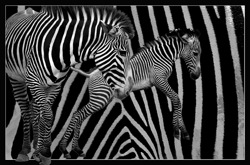 Zebra