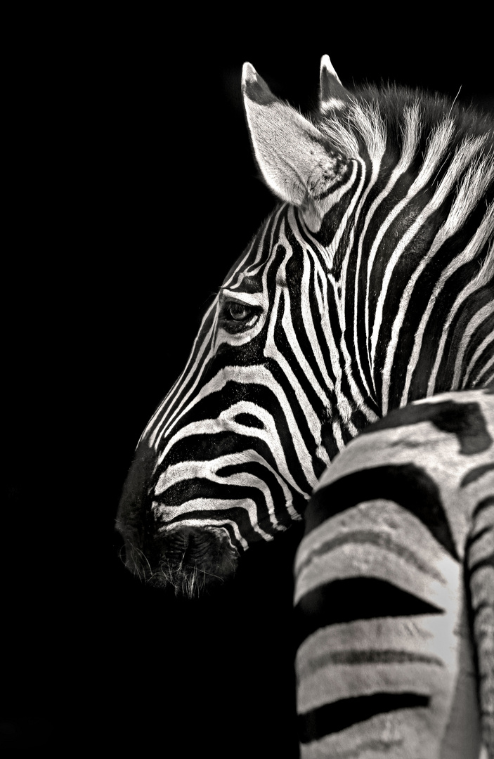 Zebra