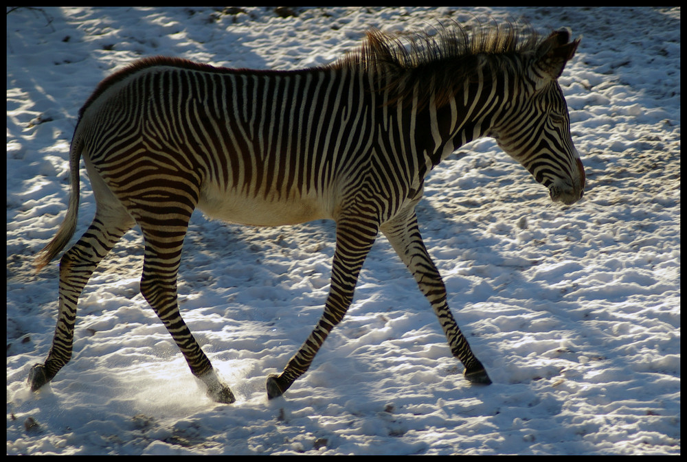 Zebra