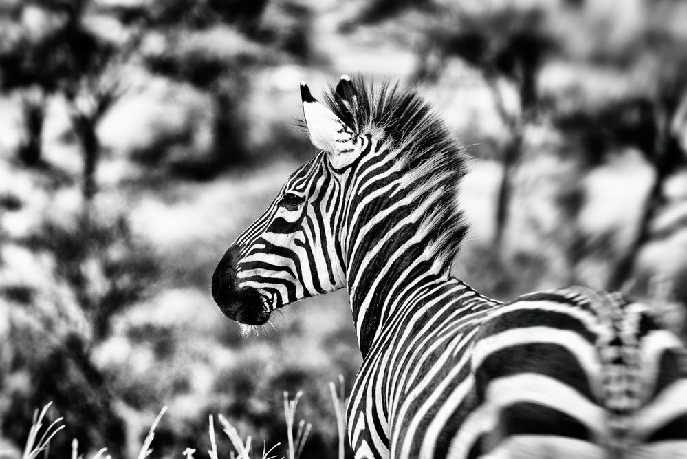 Zebra