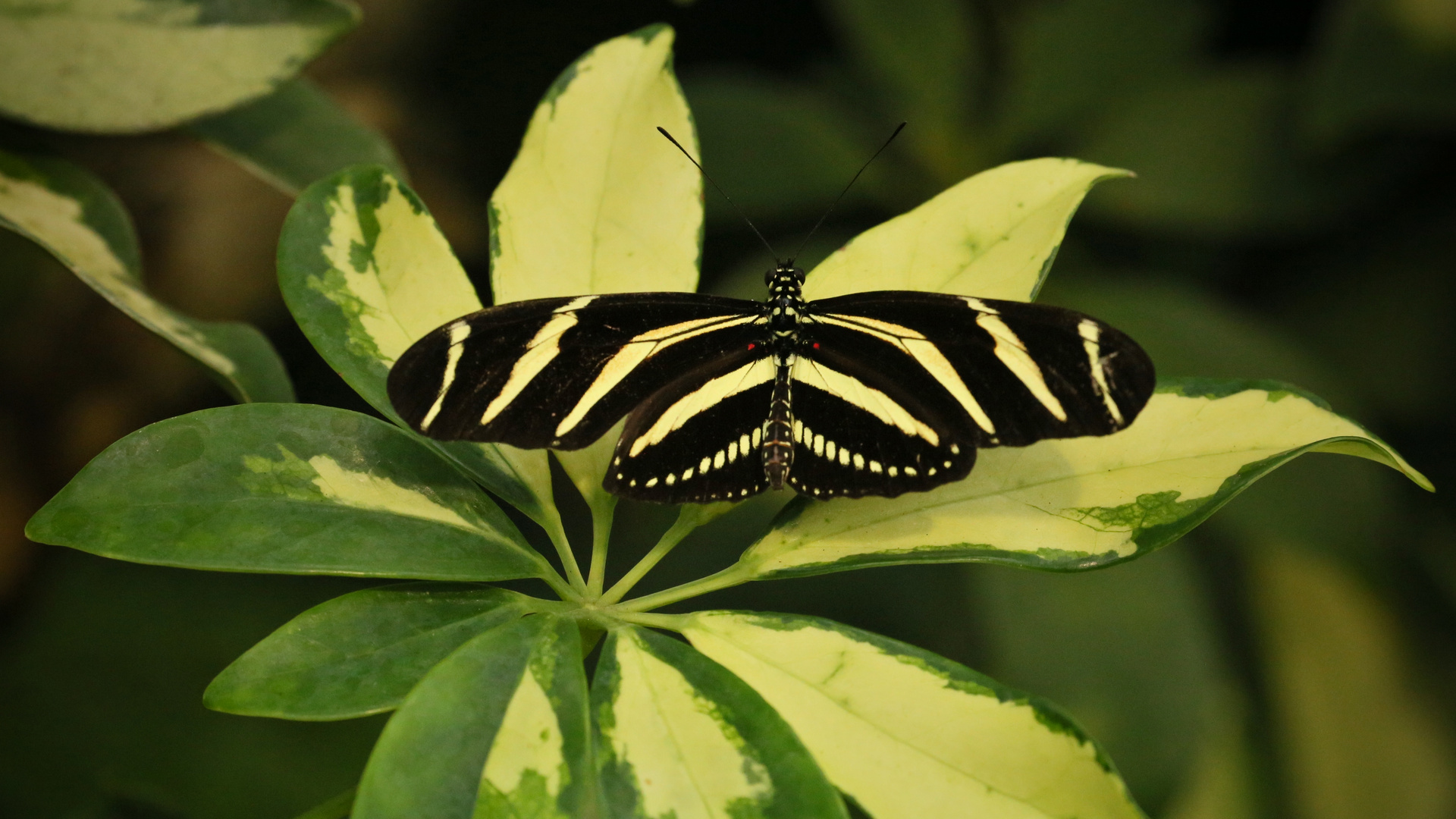 Zebra-Falter, Heliconius charitonius (2014_10_23_EOS 6D_7979_ji)