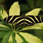 Zebra-Falter, Heliconius charitonius (2014_10_23_EOS 6D_7979_ji)