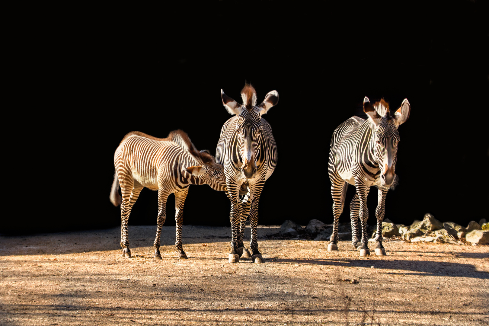 Zebra Familie