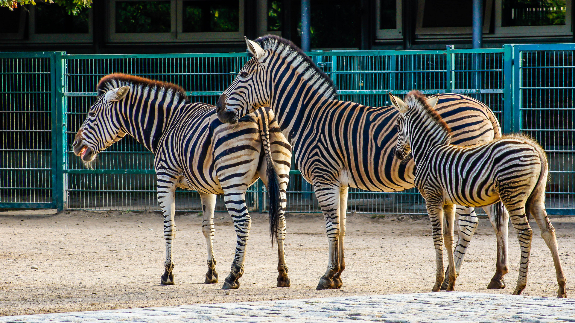 Zebra Familie