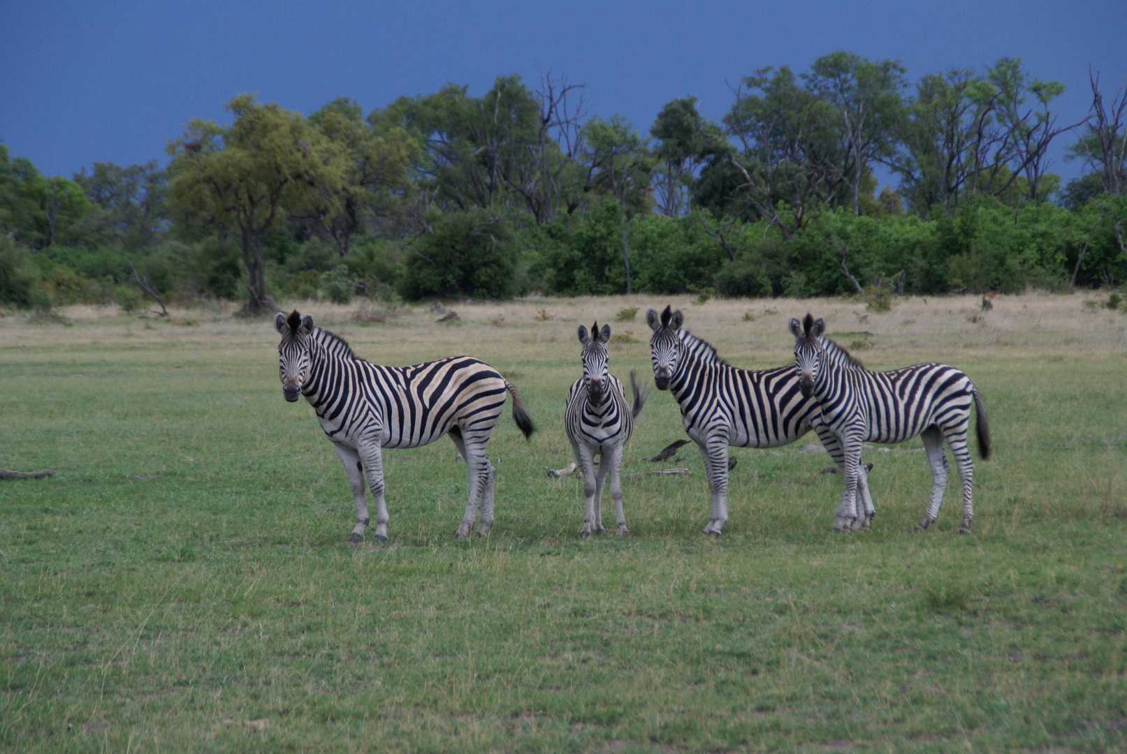 Zebra-Familie auf freiem Feld