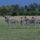 Zebra-Familie auf freiem Feld