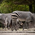 Zebra-Familie