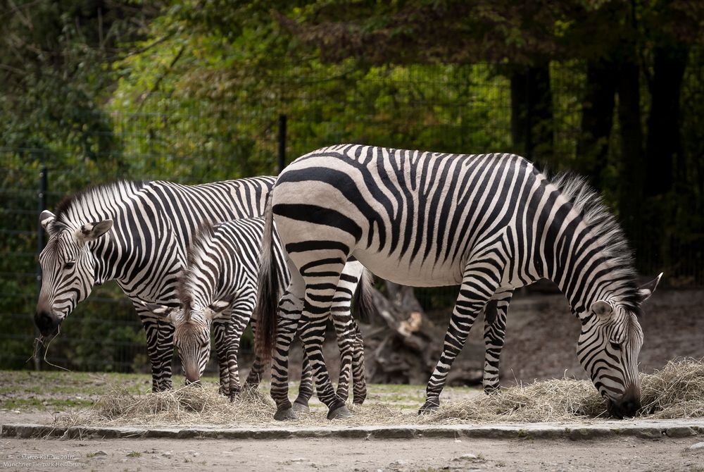 Zebra-Familie