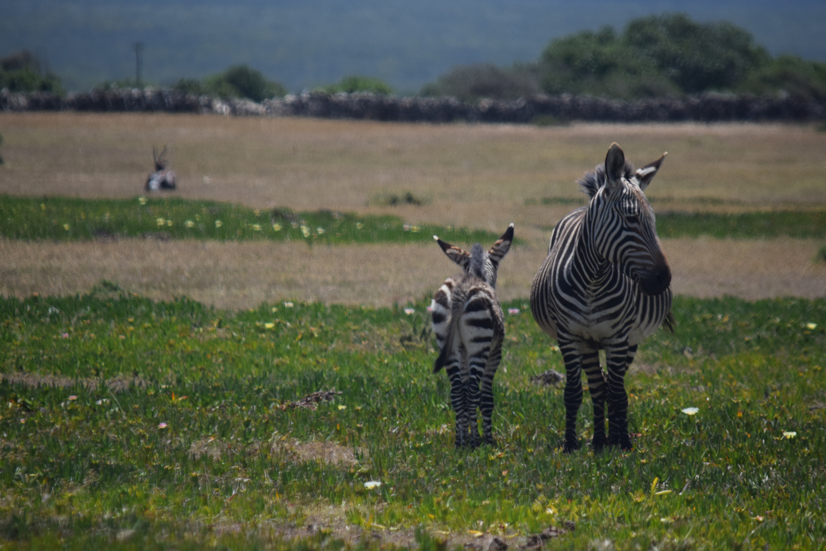 - zebra family -