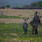 - zebra family -