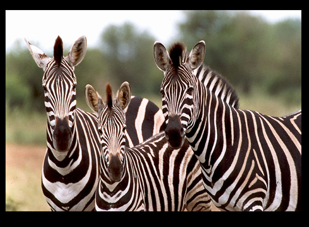 Zebra Family