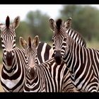 Zebra Family