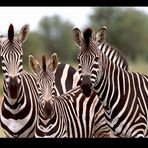 Zebra Family