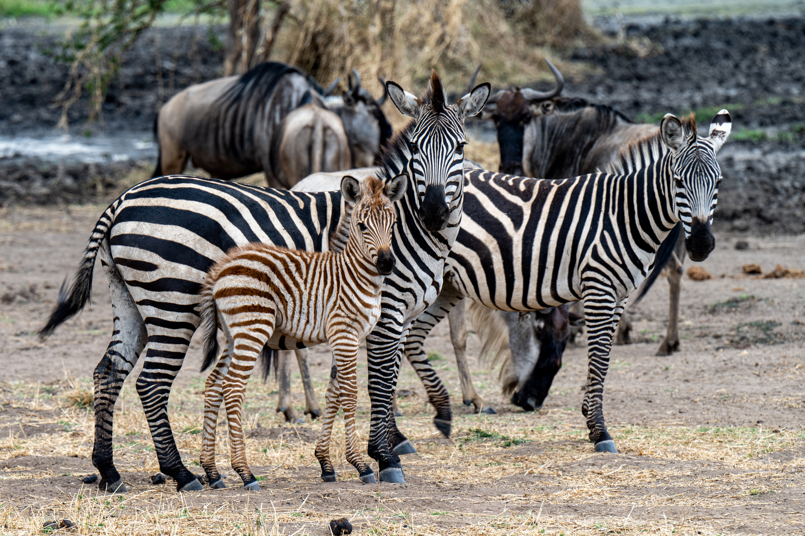 Zebra Family