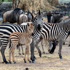 Zebra Family