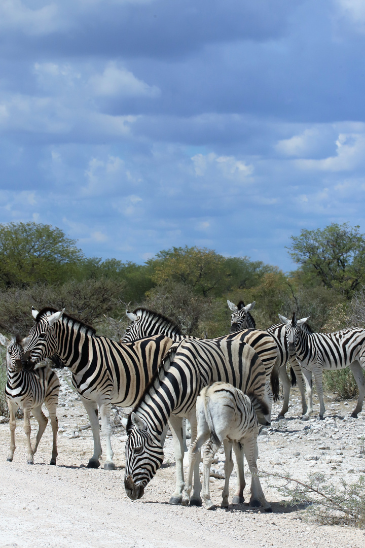 Zebra family