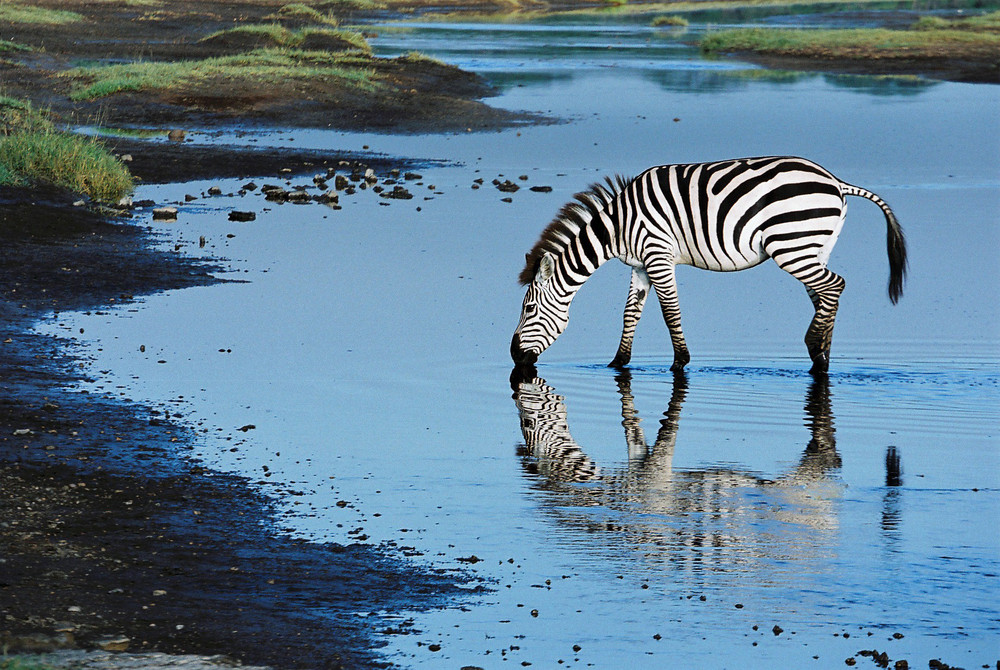 Zebra