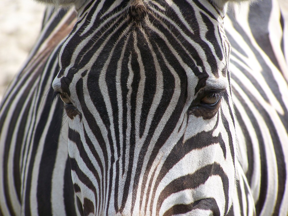 Zebra