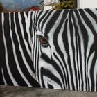 . . . . Zebra . . . .