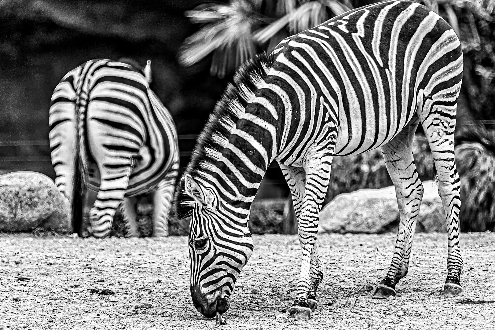Zebra