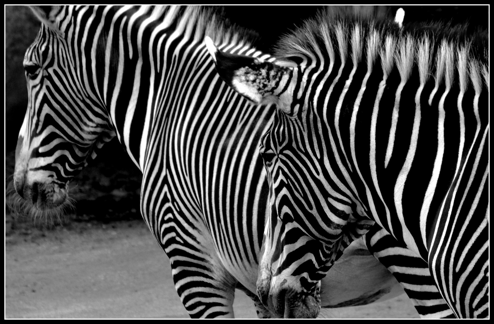 Zebra