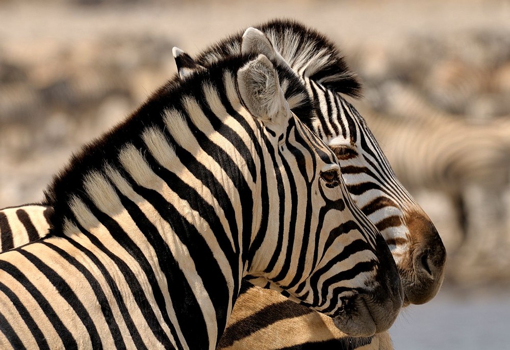 Zebra