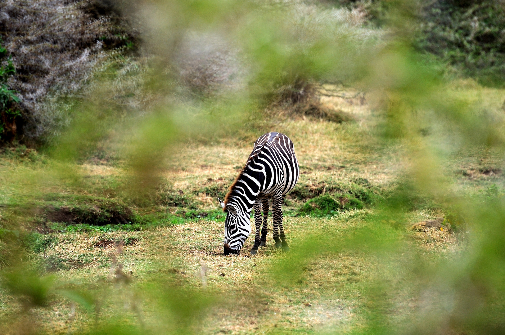 Zebra