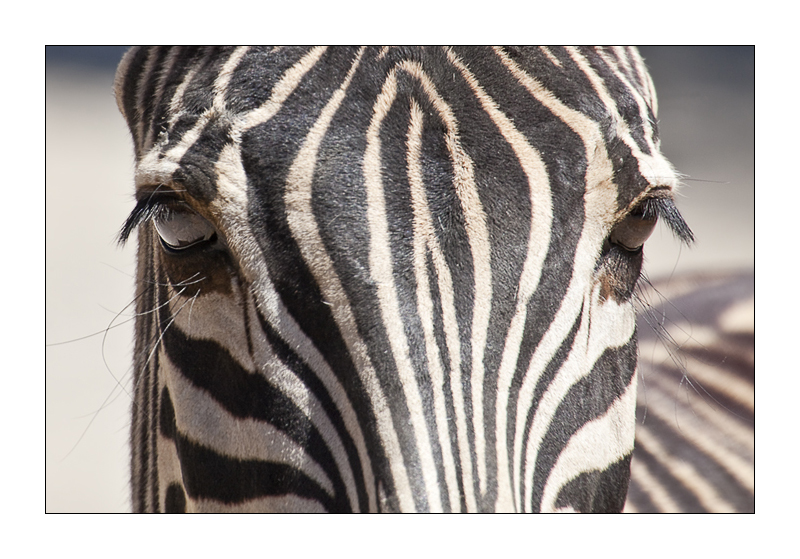 Zebra