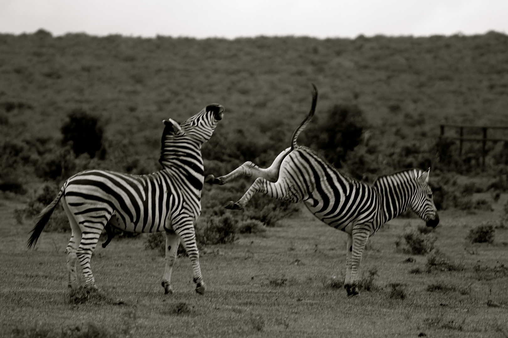 zebra fight