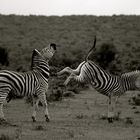 zebra fight